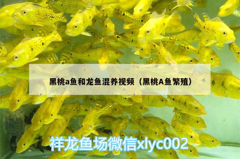 黑桃a魚和龍魚混養(yǎng)視頻（黑桃A魚繁殖） 黑桃A魚