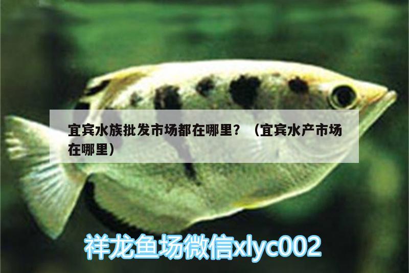 宜賓水族批發(fā)市場都在哪里？（宜賓水產(chǎn)市場在哪里）