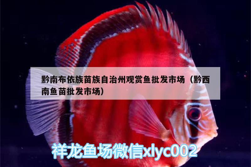 黔南布依族苗族自治州觀賞魚批發(fā)市場(chǎng)（黔西南魚苗批發(fā)市場(chǎng)） 觀賞魚批發(fā)