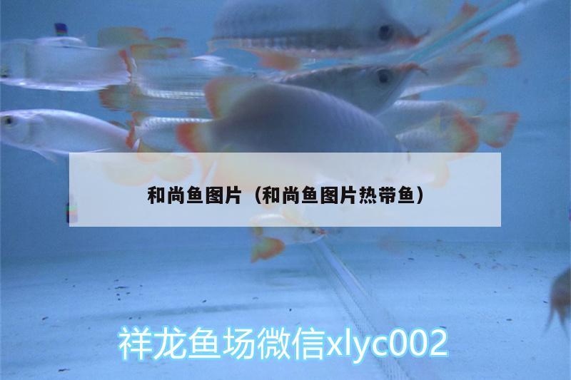 和尚魚(yú)圖片（和尚魚(yú)圖片熱帶魚(yú)） 和尚魚(yú)