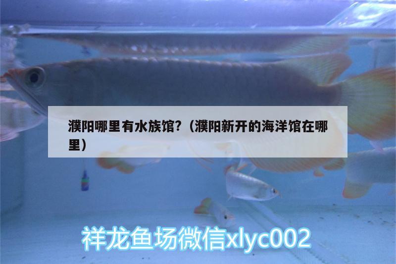 濮陽哪里有水族館?（濮陽新開的海洋館在哪里） 刀魚魚