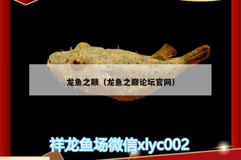 龍魚之顛（龍魚之巔論壇官網(wǎng)） 三色錦鯉魚