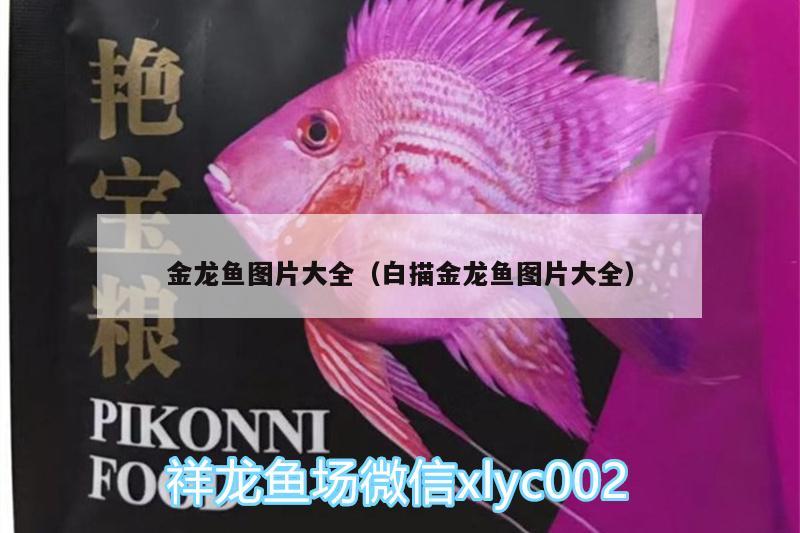 金龍魚圖片大全（白描金龍魚圖片大全） 小型觀賞魚