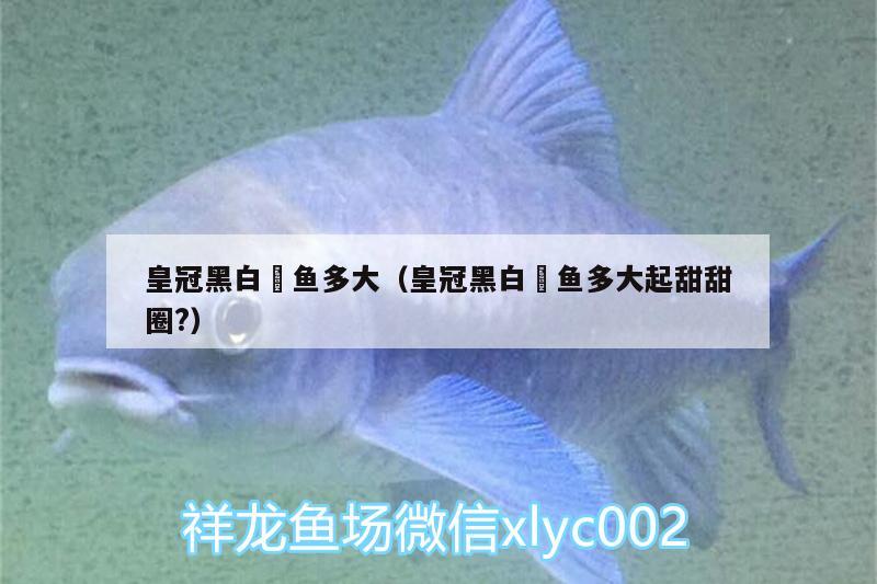 皇冠黑白魟魚多大（皇冠黑白魟魚多大起甜甜圈?） 皇冠黑白魟魚