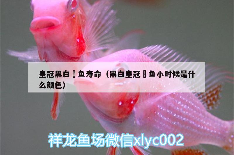 皇冠黑白魟魚(yú)壽命（黑白皇冠魟魚(yú)小時(shí)候是什么顏色）