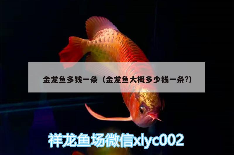 金龍魚多錢一條（金龍魚大概多少錢一條?） 埃及神仙魚