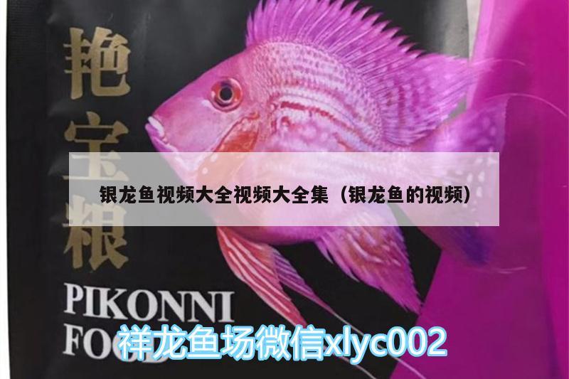 銀龍魚視頻大全視頻大全集（銀龍魚的視頻） 銀龍魚