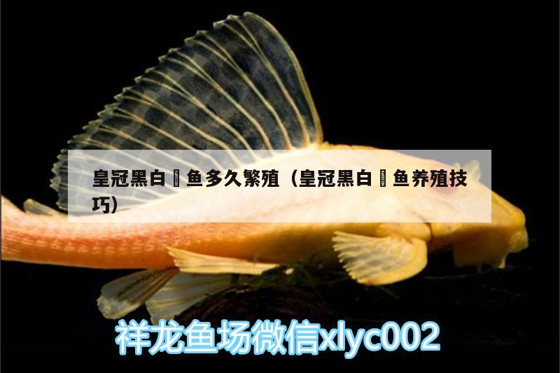 皇冠黑白魟魚多久繁殖（皇冠黑白魟魚養(yǎng)殖技巧） 皇冠黑白魟魚