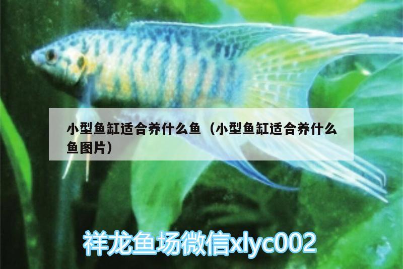 小型魚缸適合養(yǎng)什么魚（小型魚缸適合養(yǎng)什么魚圖片）