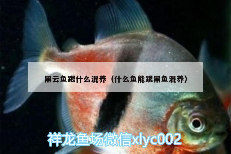 黑云魚跟什么混養(yǎng)（什么魚能跟黑魚混養(yǎng)） 黑云魚