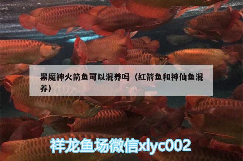 黑魔神火箭魚可以混養(yǎng)嗎（紅箭魚和神仙魚混養(yǎng)）