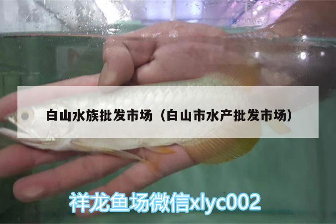 白山水族批發(fā)市場（白山市水產(chǎn)批發(fā)市場） 觀賞魚水族批發(fā)市場