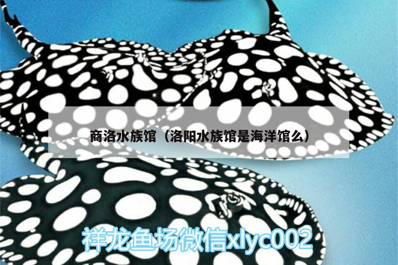 商洛水族館（洛陽水族館是海洋館么） 其他益生菌