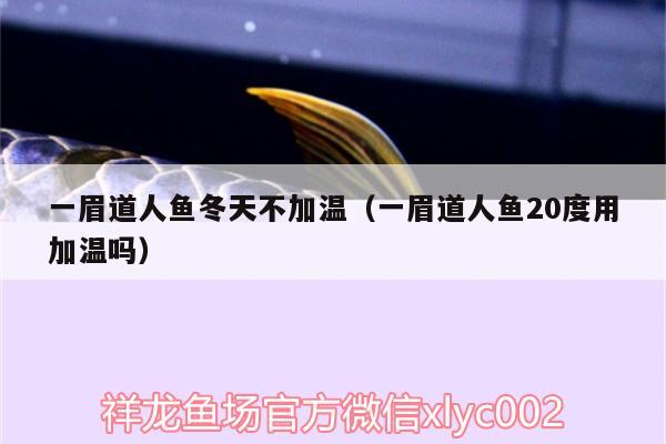 一眉道人魚冬天不加溫（一眉道人魚20度用加溫嗎） 一眉道人魚