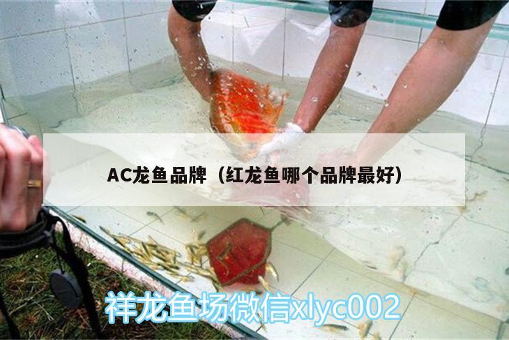 AC龍魚品牌（紅龍魚哪個(gè)品牌最好） 鸚鵡魚