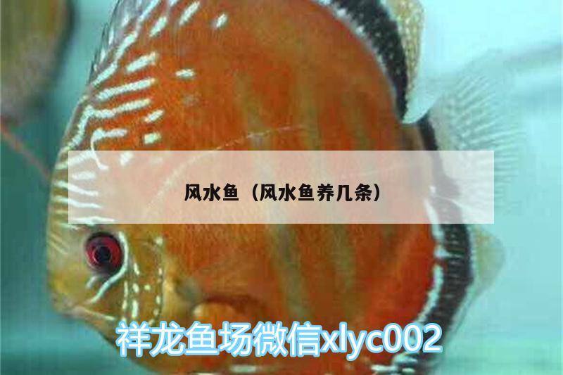 風水魚（風水魚養(yǎng)幾條）