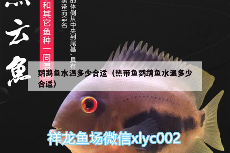 鸚鵡魚水溫多少合適（熱帶魚鸚鵡魚水溫多少合適） 鸚鵡魚