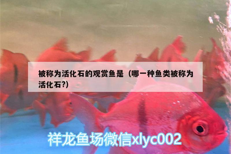 被稱為活化石的觀賞魚(yú)是（哪一種魚(yú)類被稱為活化石?） 杰西卡恐龍魚(yú)