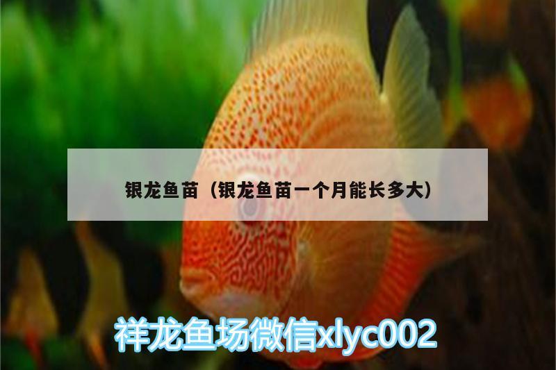 銀龍魚苗（銀龍魚苗一個(gè)月能長(zhǎng)多大） 銀龍魚百科