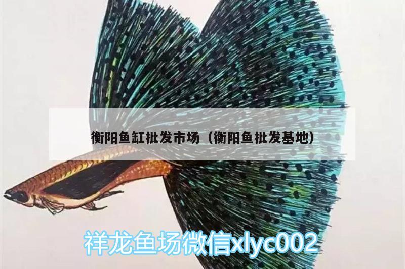 衡陽魚缸批發(fā)市場（衡陽魚批發(fā)基地） 金三間魚