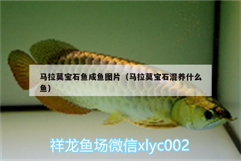 馬拉莫寶石魚(yú)成魚(yú)圖片（馬拉莫寶石混養(yǎng)什么魚(yú)） 馬拉莫寶石魚(yú)