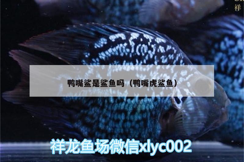 鴨嘴鯊是鯊魚嗎（鴨嘴虎鯊魚） 泰龐海鰱魚