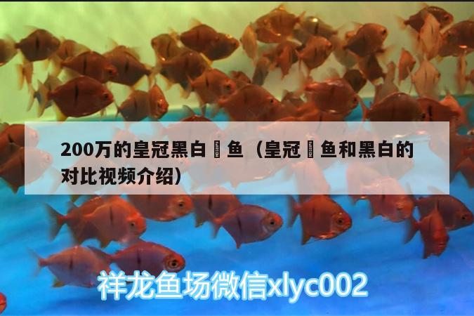 200萬的皇冠黑白魟魚（皇冠魟魚和黑白的對(duì)比視頻介紹） 皇冠黑白魟魚