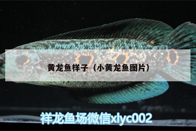 黃龍魚樣子（小黃龍魚圖片） 觀賞魚水族批發(fā)市場