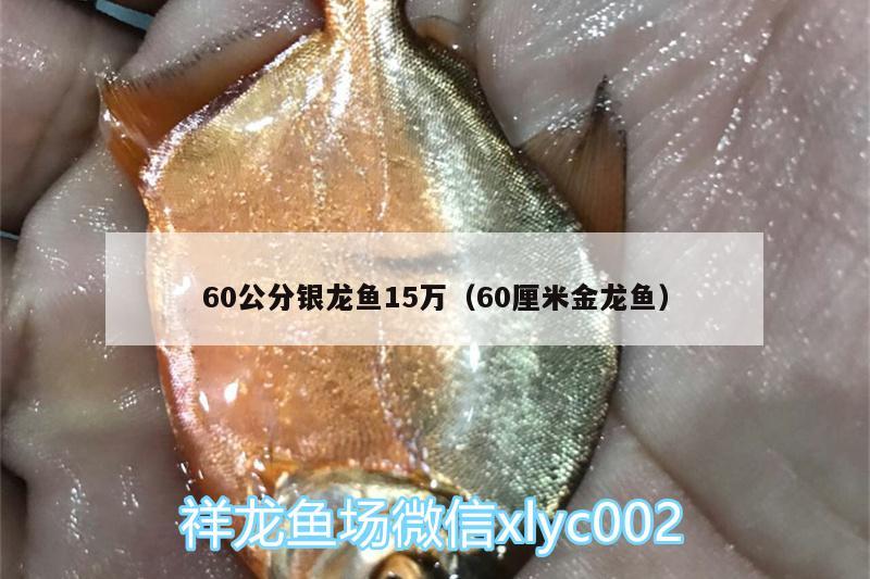 60公分銀龍魚15萬（60厘米金龍魚） 銀龍魚百科