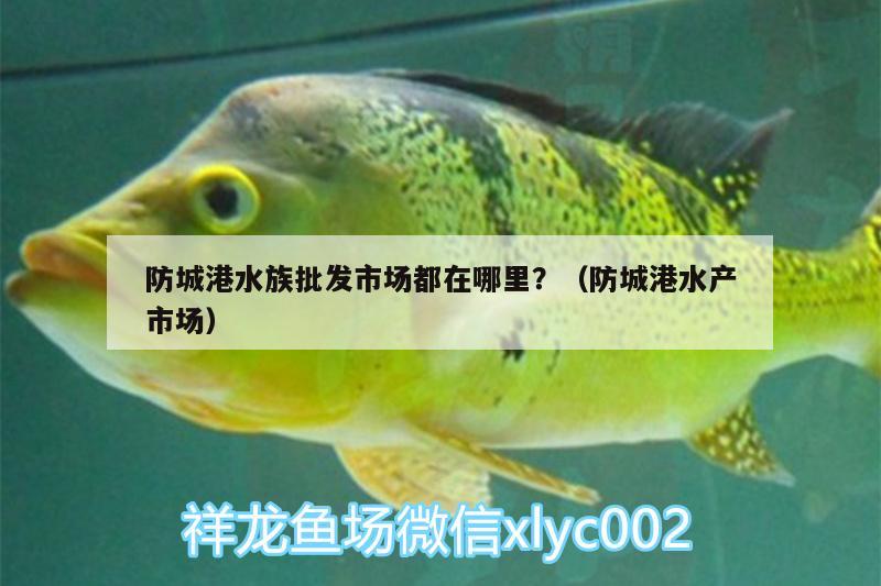 防城港水族批發(fā)市場都在哪里？（防城港水產(chǎn)市場）