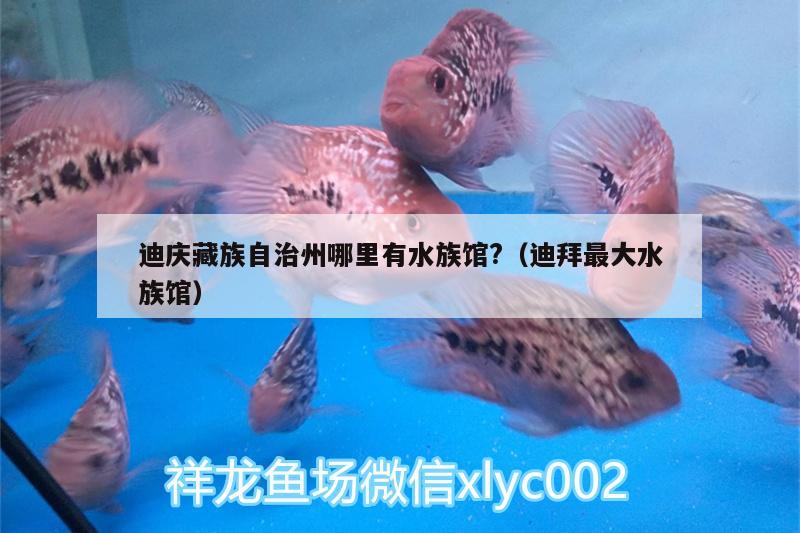 迪慶藏族自治州哪里有水族館?（迪拜最大水族館） 純血皇冠黑白魟魚