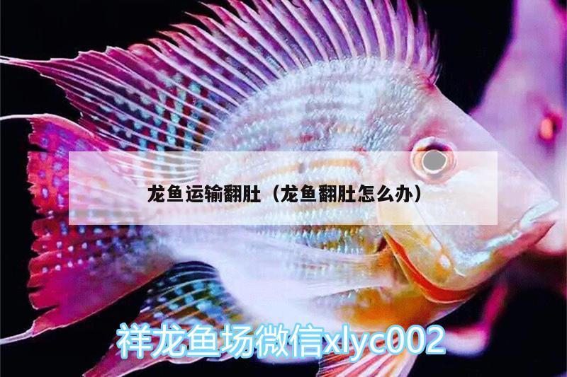 龍魚運輸翻肚（龍魚翻肚怎么辦） 七紋巨鯉魚