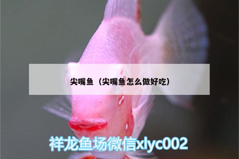 尖嘴魚（尖嘴魚怎么做好吃） 高背金龍魚