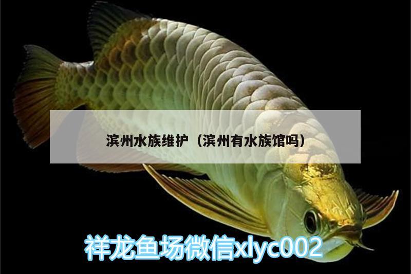 濱州水族維護(hù)（濱州有水族館嗎）