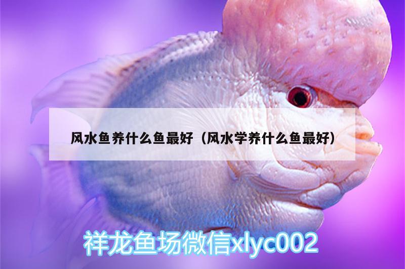 風(fēng)水魚(yú)養(yǎng)什么魚(yú)最好（風(fēng)水學(xué)養(yǎng)什么魚(yú)最好）