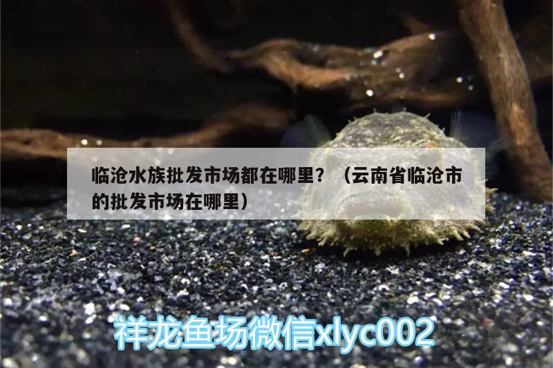 臨滄水族批發(fā)市場都在哪里？（云南省臨滄市的批發(fā)市場在哪里） 觀賞魚水族批發(fā)市場