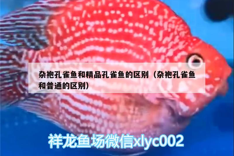 雜袍孔雀魚和精品孔雀魚的區(qū)別（雜袍孔雀魚和普通的區(qū)別）