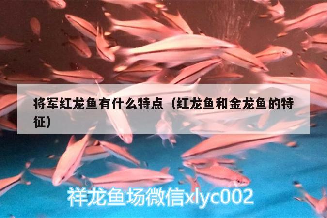 將軍紅龍魚有什么特點（紅龍魚和金龍魚的特征） 肥料