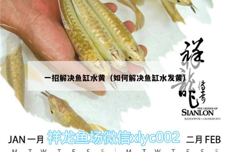 一招解決魚缸水黃（如何解決魚缸水發(fā)黃） 藍(lán)底過背金龍魚