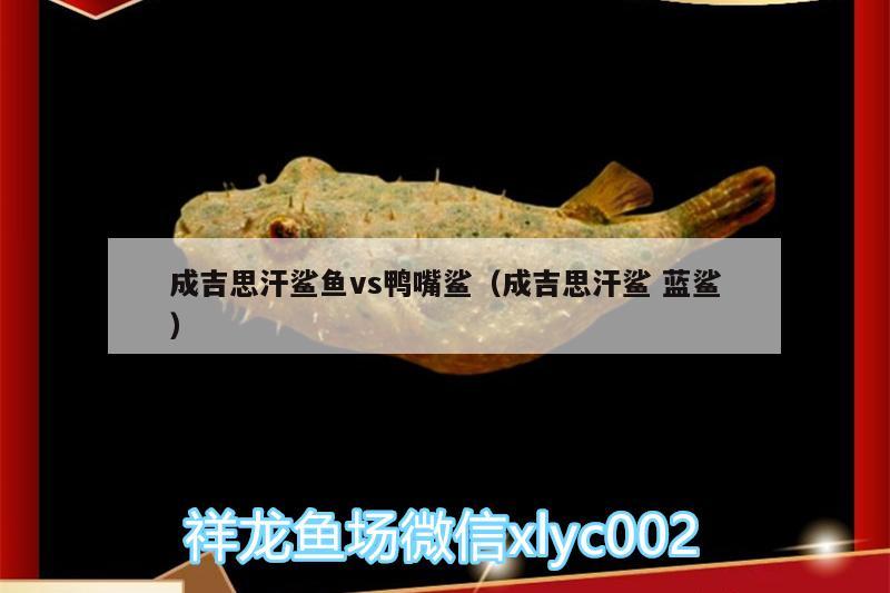 成吉思汗鯊魚vs鴨嘴鯊（成吉思汗鯊藍鯊） 成吉思汗鯊（球鯊）魚