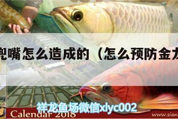 金龍魚兜嘴怎么造成的（怎么預(yù)防金龍魚兜嘴）