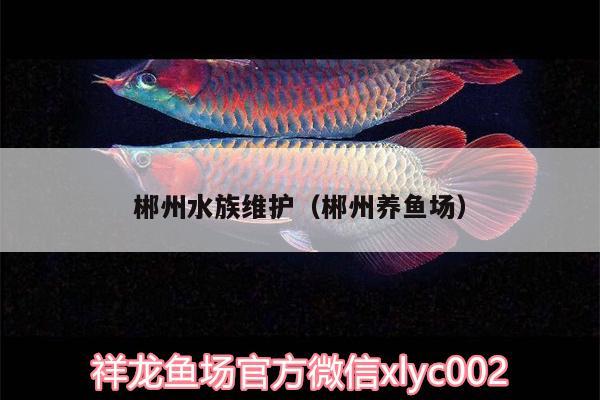 郴州水族維護(hù)（郴州養(yǎng)魚場）