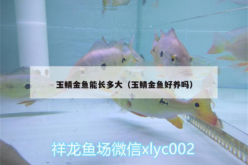 玉鯖金魚能長多大（玉鯖金魚好養(yǎng)嗎）