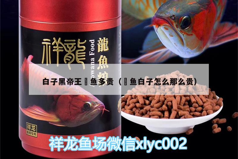 白子黑帝王魟魚多貴（魟魚白子怎么那么貴） 白子黑帝王魟魚