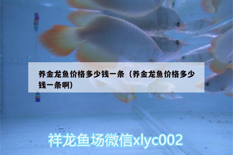 養(yǎng)金龍魚(yú)價(jià)格多少錢(qián)一條（養(yǎng)金龍魚(yú)價(jià)格多少錢(qián)一條?。? title=