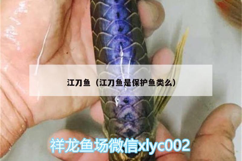 江刀魚（江刀魚是保護(hù)魚類么） 野生地圖魚