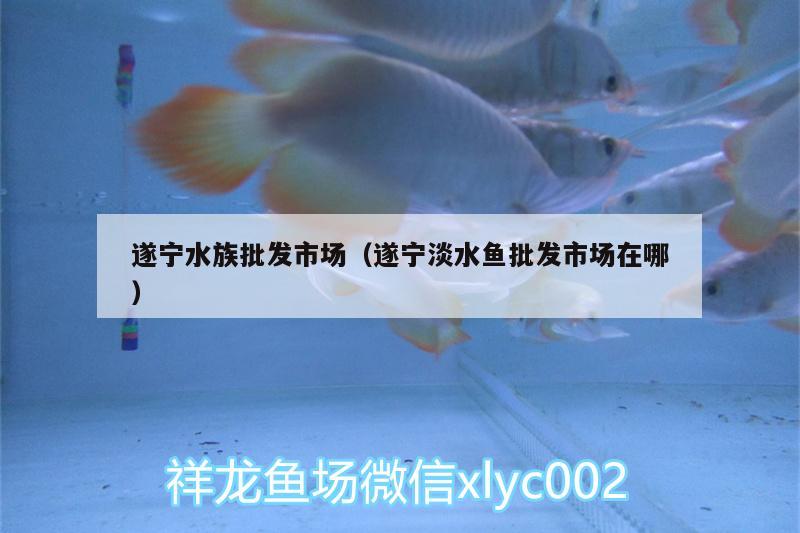 遂寧水族批發(fā)市場(chǎng)（遂寧淡水魚(yú)批發(fā)市場(chǎng)在哪） 觀賞魚(yú)水族批發(fā)市場(chǎng) 第1張