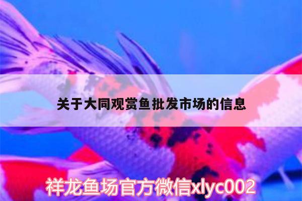 關(guān)于大同觀賞魚(yú)批發(fā)市場(chǎng)的信息