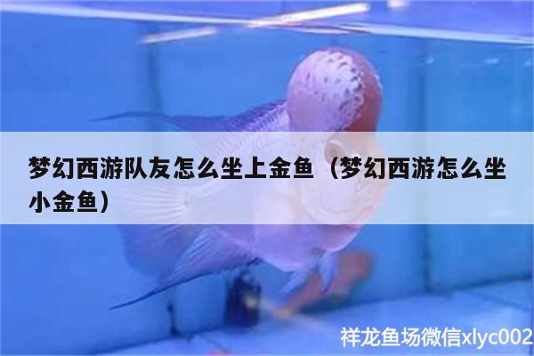 夢幻西游隊(duì)友怎么坐上金魚（夢幻西游怎么坐小金魚）