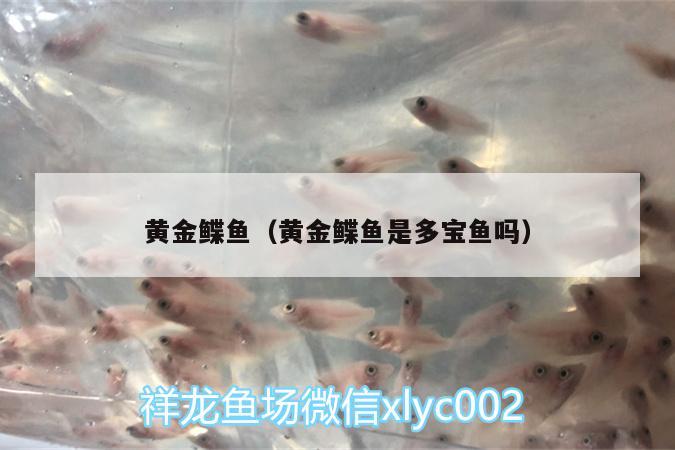 黃金鰈魚（黃金鰈魚是多寶魚嗎） 紅龍專用魚糧飼料